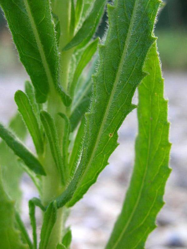 Dittrichia viscosa / Enula cepittoni